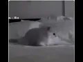 اذا صحيت ومالقيت جوالي