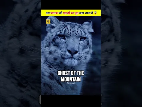 “The Ghost of the Himalayas – Secrets of the Snow Leopard Revealed!” 😱🐆#shorts #short #viral