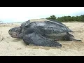 Facts The Leatherback Sea Turtle