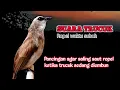 Lagu Suara Burung Trucuk Gacor Waktu Subuh Untuk Teman Saling Saut Ropel Ketika Trucukan Diembun
