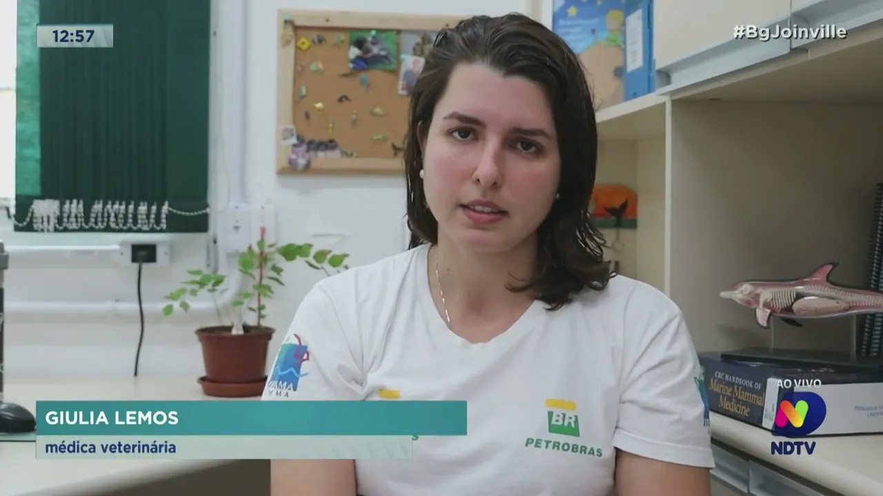 Mais de 300 pinguins são encontrados mortos em praias de São Francisco do Sul, Itapoá e Barra do Sul