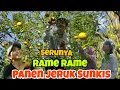 Download Lagu PANEN JERUK SUNKIST ‼️ SENANG BANGET PANEN RAME RAME