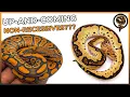 These are the BEST Up-and-Coming Non-Recessive Genes for Ball Pythons in 2023