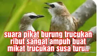 Download MP3 suara pikat burung trucukan ribut sangat ampuh buat mikat trucukan yang susa turun MP3