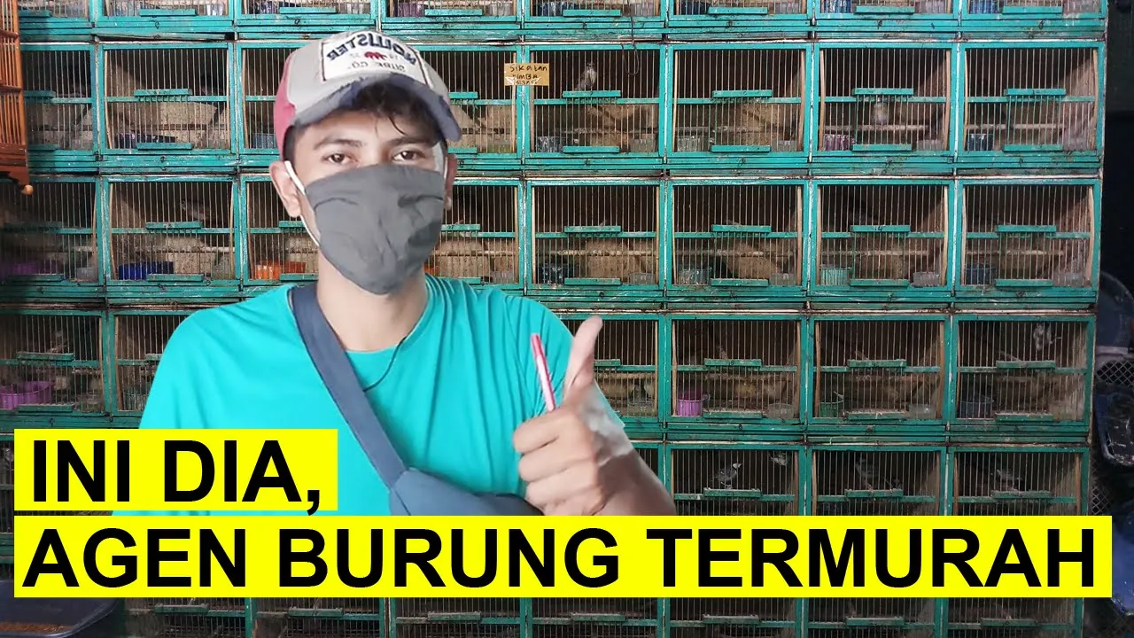 
          
          
          
            
            INI DIA, AGEN BURUNG TERMURAH ! UPDATE Harga Burung Murai Batu Muda Hutan, PoHo Pipi Hitam, dll
          
        . 