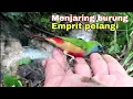 Lagu MENJARING BURUNG PIPIT PELANGI ‼️ EMPRIT ISTIMEMA