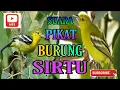 Download Lagu Suara Mangil Burung Cak Lilin | Sirtu Sipoh | Kunyit Kecil