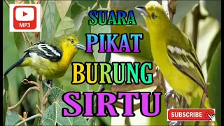 Suara Mangil Burung Cak Lilin | Sirtu Sipoh | Kunyit Kecil