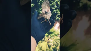 فلسنا بطير مهيض الجناح Shots 