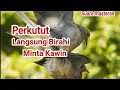 Download Lagu Perkutut langsung Birahi, Minta kawin dengar suara ini.