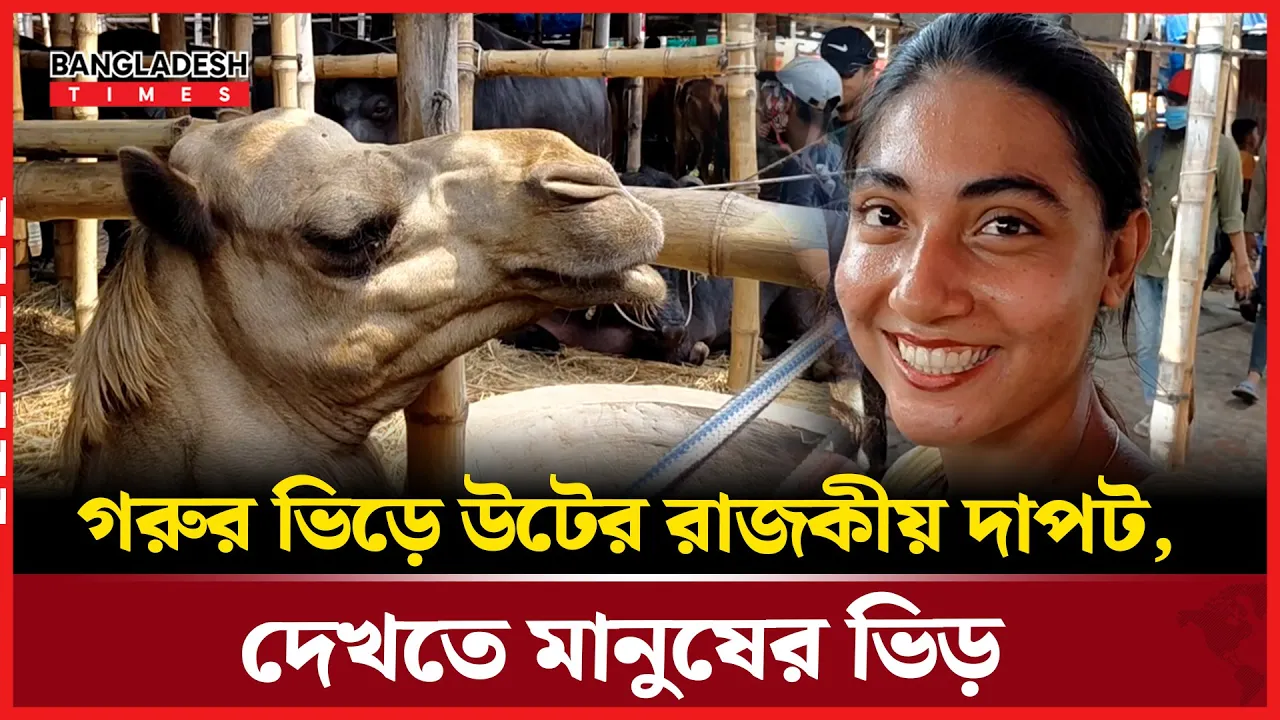জীবনে কখনো উট দেখিনি, এবার চোখের সামনে! বিশ্বাসই হচ্ছিল না