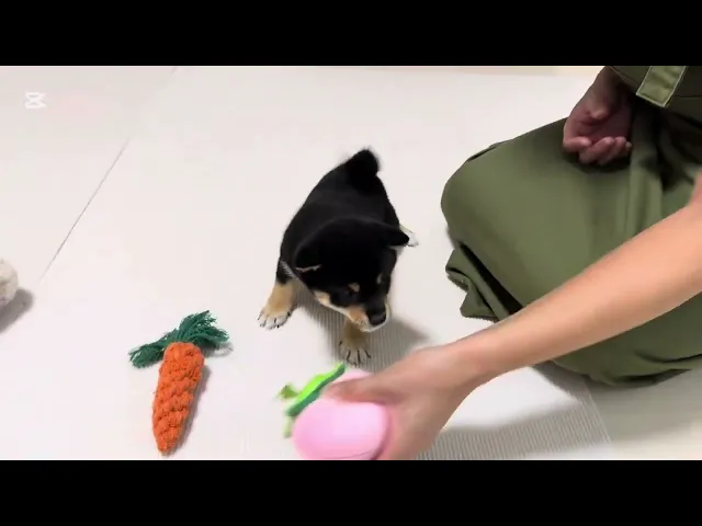 動画