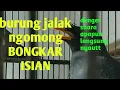 Download Lagu burung jalak kebo gacor jos jos