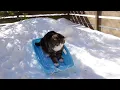 Lagu ソリ遊びするねこ。-Maru plays sledding.-