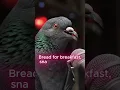 Download Lagu Pigeonpocalypse - the first ever pigeon metal core