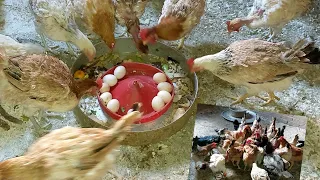 جمع بيض الفراخ البشاير ساعه صبحيه وعلى اخر اليوم جمعت كرتونه بيض بمكون بيترمى فى الزبالة 