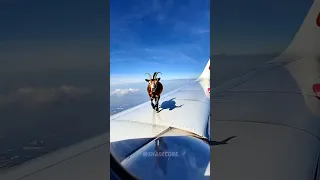 طيار يقلع دون أن يلاحظ وجود ماعز عالق على جناح الطائرة 