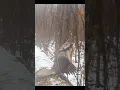 Download Lagu Ruffed grouse beating the 🥁 #grouse #trailcam #cool #outdoors #hunting #viralvideo #birdwatching