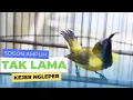 Download Lagu SOGON GACOR ⁉️ ASAH MENTAL JUARA SOGON BAHAN AMPUH CETAK SOGON JUTA AN