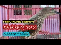 Download Lagu cucak keling trotol super gacor teler ‼️pancingan cucak keling bahan agar bunyi