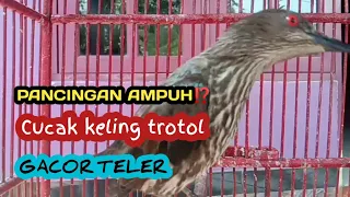 cucak keling trotol super gacor teler pancingan cucak keling bahan agar bunyi