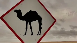 شيلة يالغايب  اللي غبت عني   اداء جارالله الجزوى و راشد الجزوي  دندنها