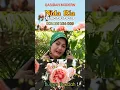 Download Lagu NIDA RIA Album Bunga Ibadah
