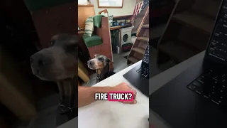 #Fyp #dream #doberman #pets #YouTube