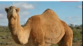    غشت       اغنية  صحراوية رااااااااااااااائعة دندنها