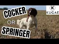 Cocker And Springer Spaniels What Makes Them Unique
