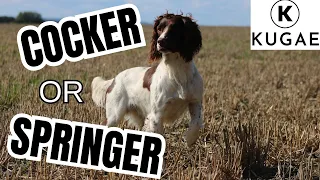 Cocker And Springer Spaniels What Makes Them Unique
