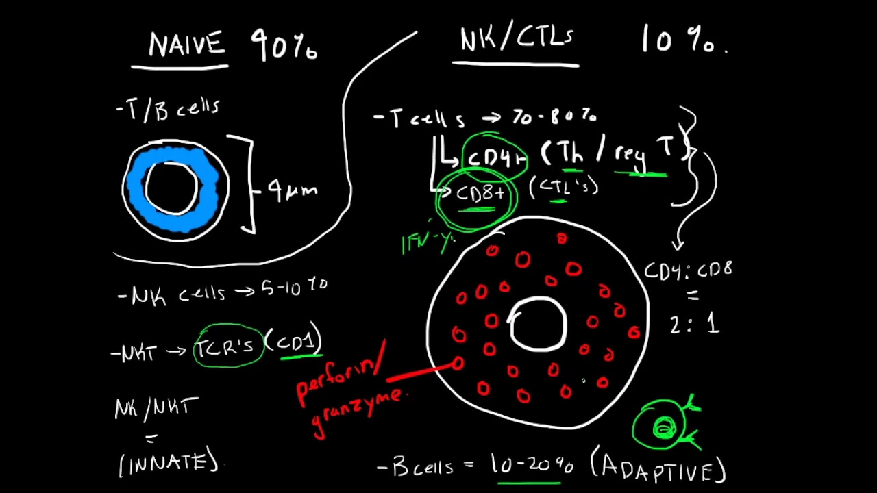 Immunology - Lymphocytes (B cells, T cells, NK cells, and NKT cells)
