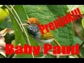 Lagu Prenjak Lumut Lancur Anakan/Baby Paud Mulai Gacor!!