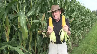 Corn School Planting Depth Lessons