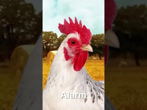 Chicken Sound Variations