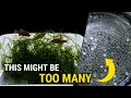 To Build a Better Egg Trap