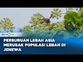 Download Lagu Perburuan Lebah Asia Merusak Populasi Lebah di Jenewa