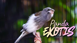 ahlinya bikin cengkok mewah exotis masteran kenari isian blackthroat gacor panjang mudah ditiru