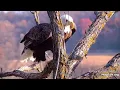 Difficult morning Decorah Eagles North Nest powered by EXPLORE org