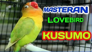 masteran lovebird kusumo