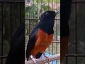 murai batu tembakan super pedas