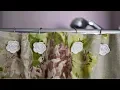 How to Make a Cute No-Sew Shower Curtain - DIY Crafts