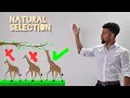 Science Raps GCSE Biology - Evolution
