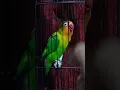 Lagu Lovebird durasi isian Cililin sambung Cigun, Sambung Kenari