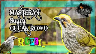 Download SUARA MASTERAN BURUNG CUCAK ROWO ROPEL PANJANG || Suara Menyeramkan Bagi Burung Lain MP3