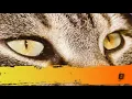 Steve Brian & Eric Lumiere - In Your Eyes