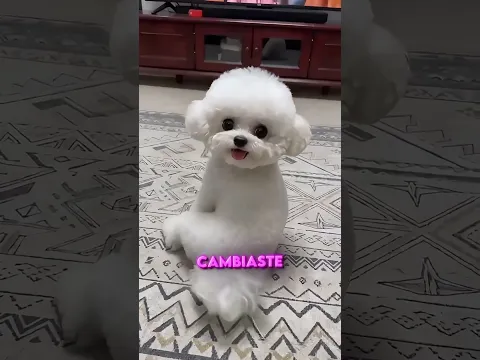 Este Perrito Tiene El Verdadero Swing! 🐶🕺