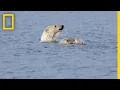 Download Polar Bears Practice
