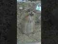 Download Lagu Mischievous prairie dog pulls face at zoo visitors