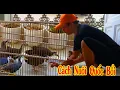 Download Lagu Chia Sẻ Cách Thuần Hóa Quốc Bổi Bằng Mồi Tỉ Lệ Sống 100%